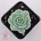 Echeveria Derenbergii
