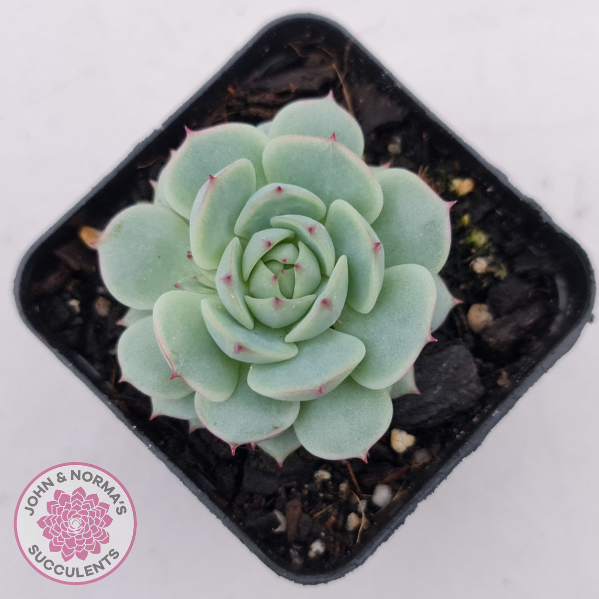 Echeveria Derenbergii