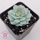 Echeveria Derenbergii