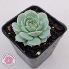 Echeveria Derenbergii