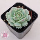 Echeveria Derenbergii