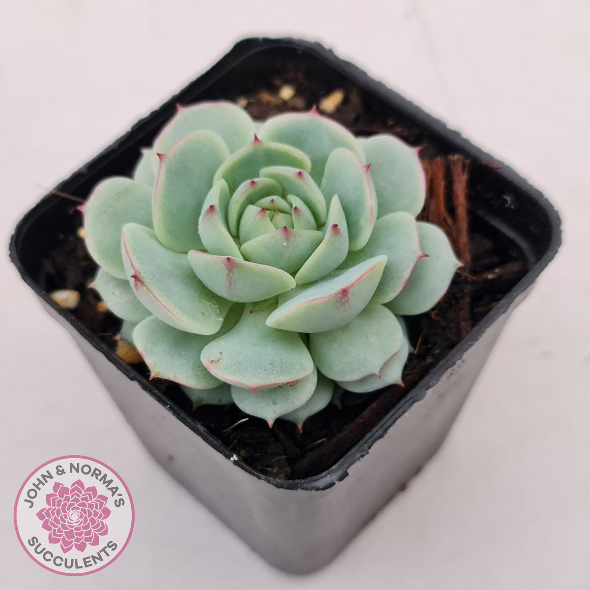Echeveria Derenbergii