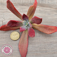 Load image into Gallery viewer, Echeveria Diamond State Variegata - Cutting
