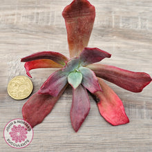 Load image into Gallery viewer, Echeveria Diamond State Variegata - Cutting
