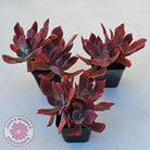 Echeveria Diamond State Variegated - Multi