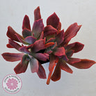 Echeveria Diamond State Variegated - Multi