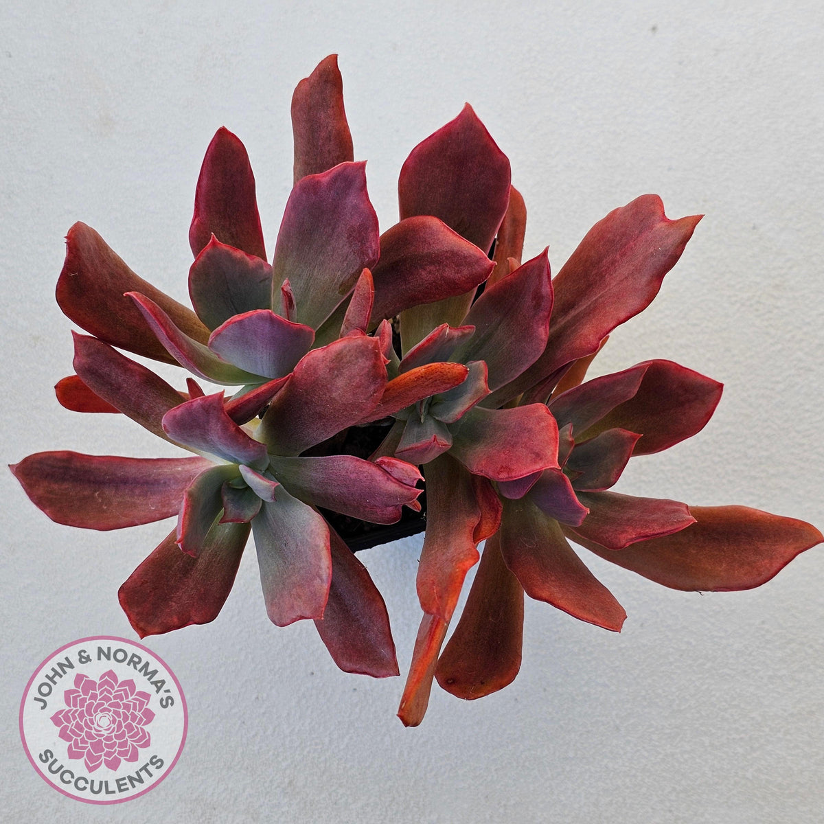 Echeveria Diamond State Variegated - Multi