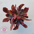 Echeveria Diamond State Variegated - Multi
