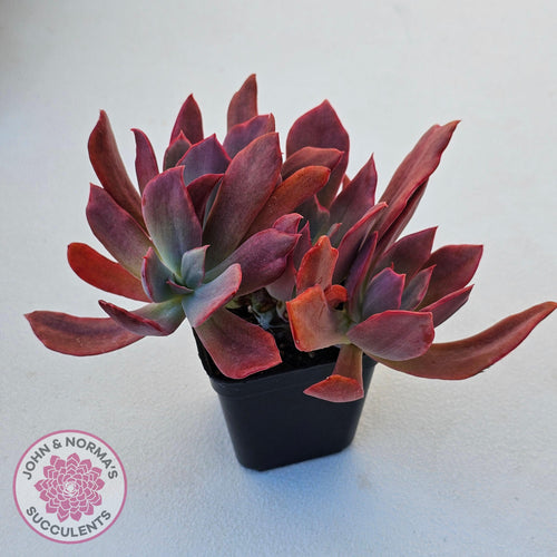 Echeveria Diamond State Variegated - Multi - John & Norma's Succulents Australia