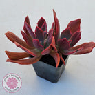 Echeveria Diamond State Variegated - Multi