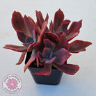 Echeveria Diamond State Variegated - Multi