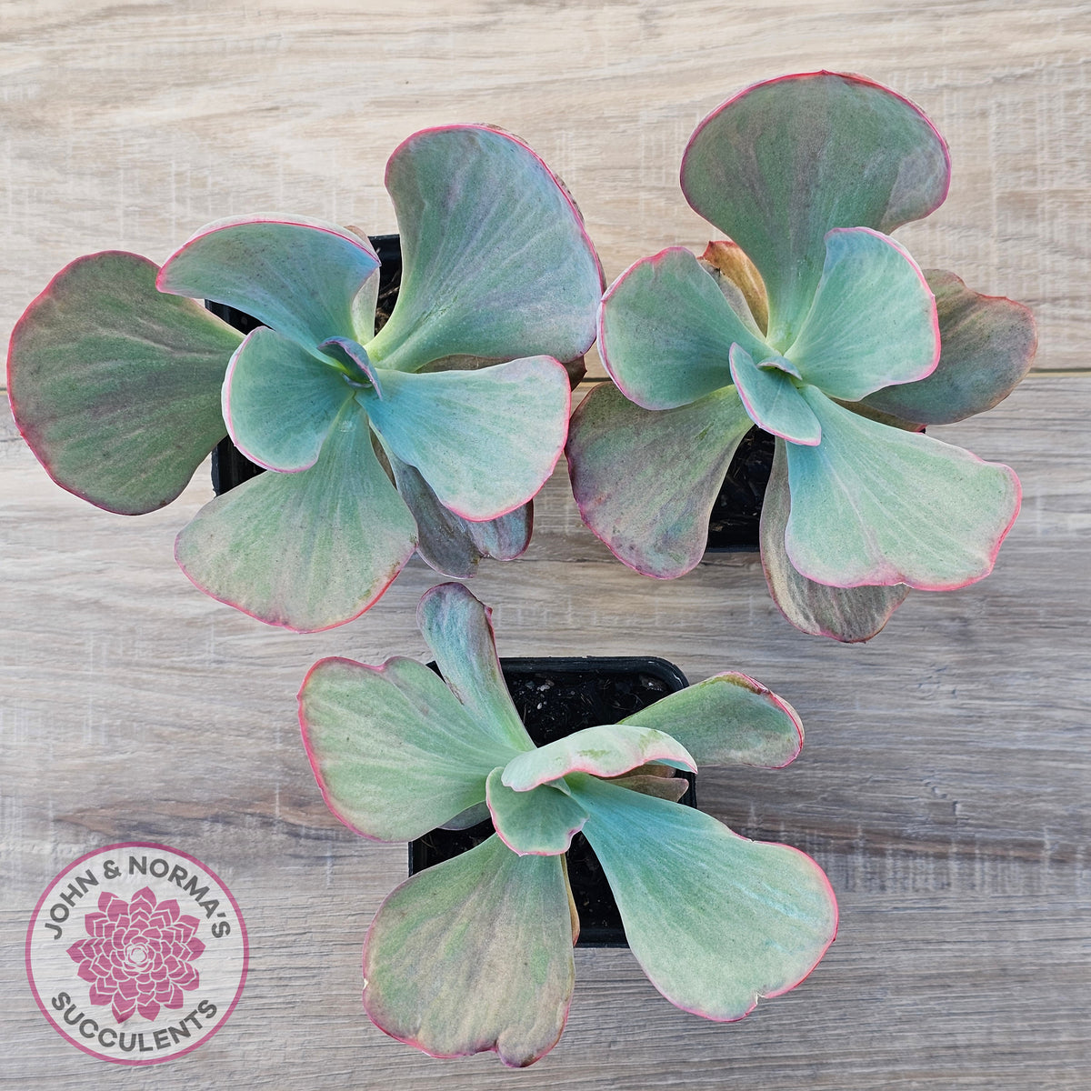 Echeveria 'Dream Fantasia'