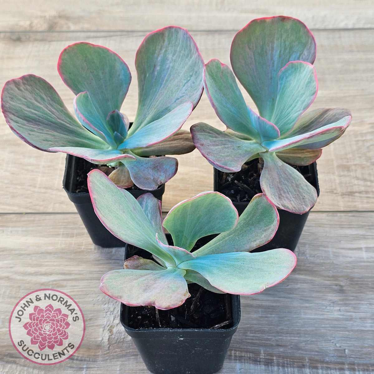 Echeveria 'Dream Fantasia'