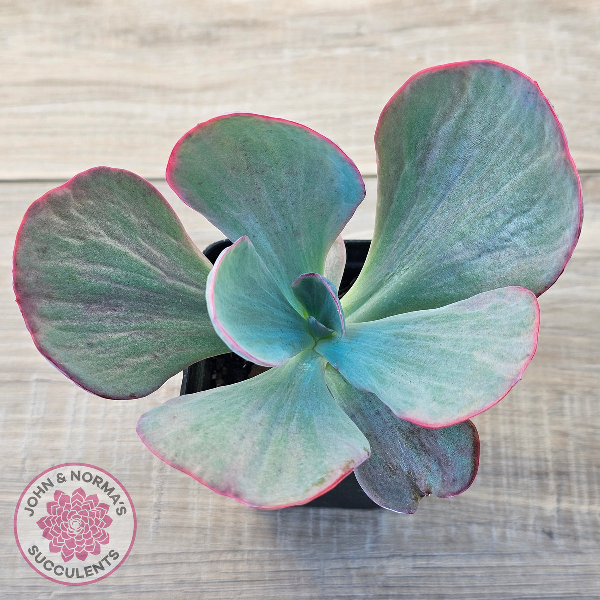 Echeveria 'Dream Fantasia'
