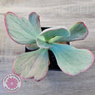 Echeveria 'Dream Fantasia'