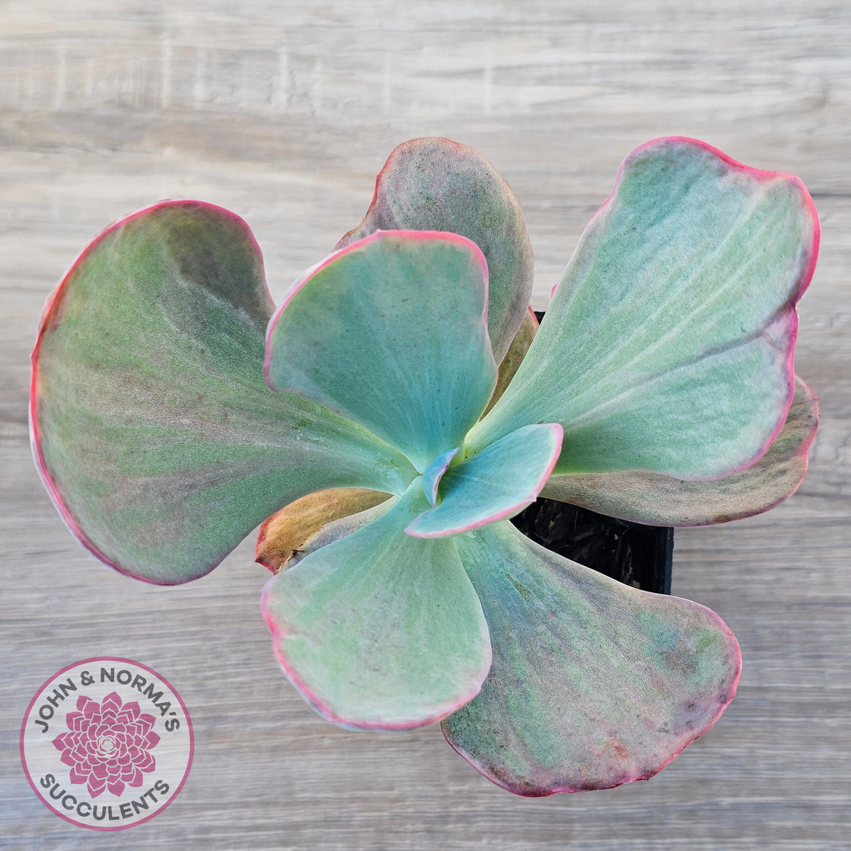 Echeveria 'Dream Fantasia'