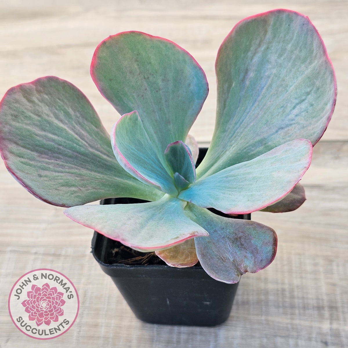Echeveria 'Dream Fantasia'