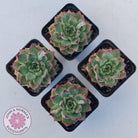 Echeveria 'Dream Queen'