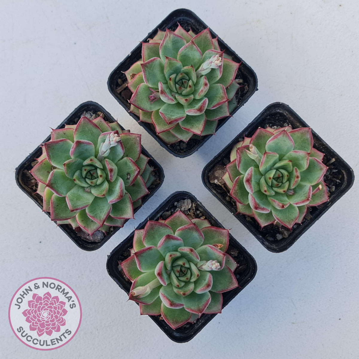 Echeveria 'Dream Queen'