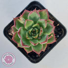 Echeveria 'Dream Queen'