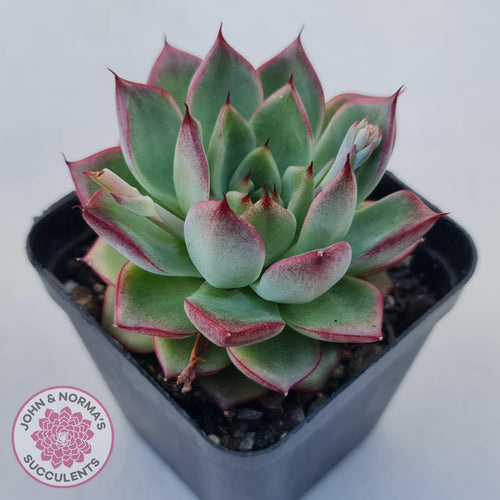 Echeveria 'Dream Queen' - John & Norma's Succulents Australia