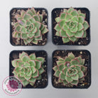 Echeveria 'Dream Queen'