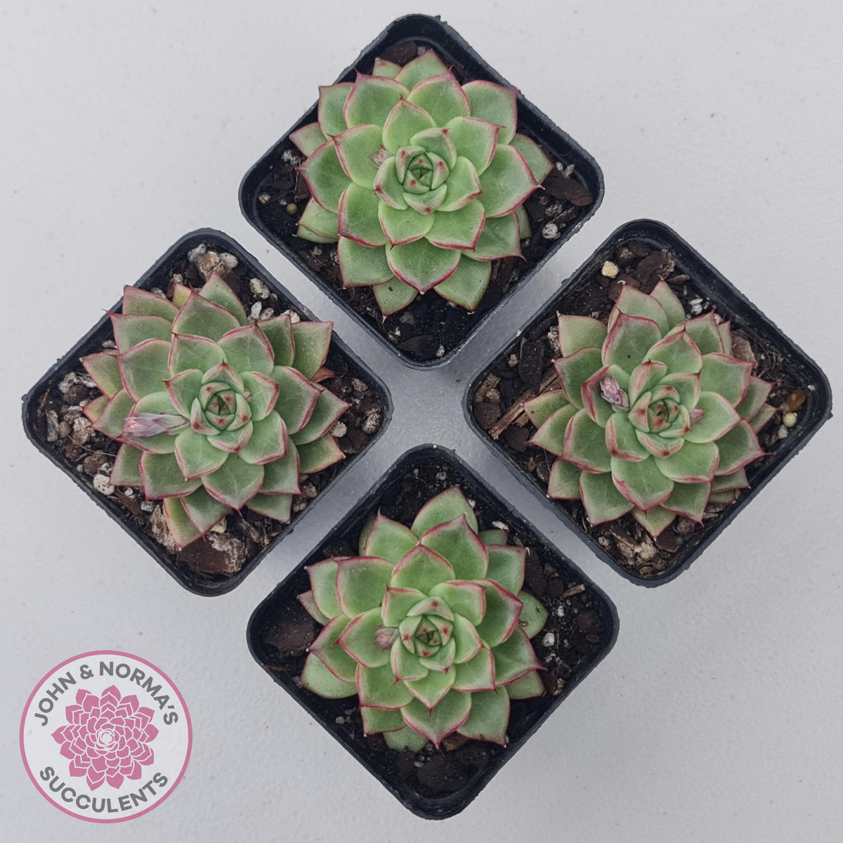 Echeveria 'Dream Queen'