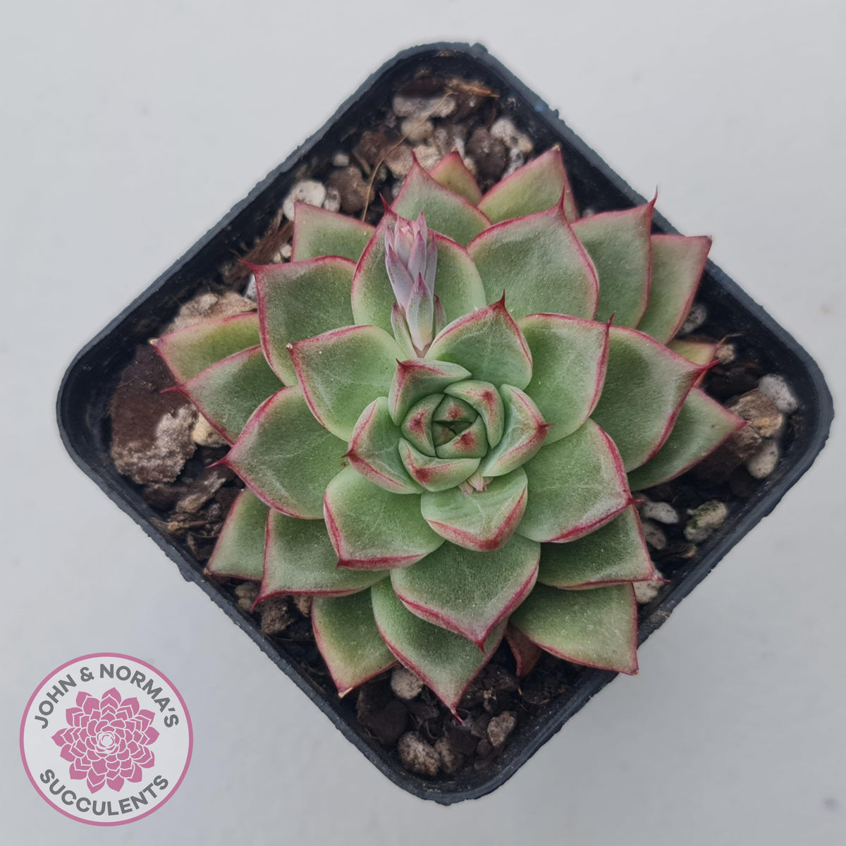 Echeveria 'Dream Queen'