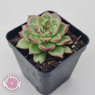 Echeveria 'Dream Queen'