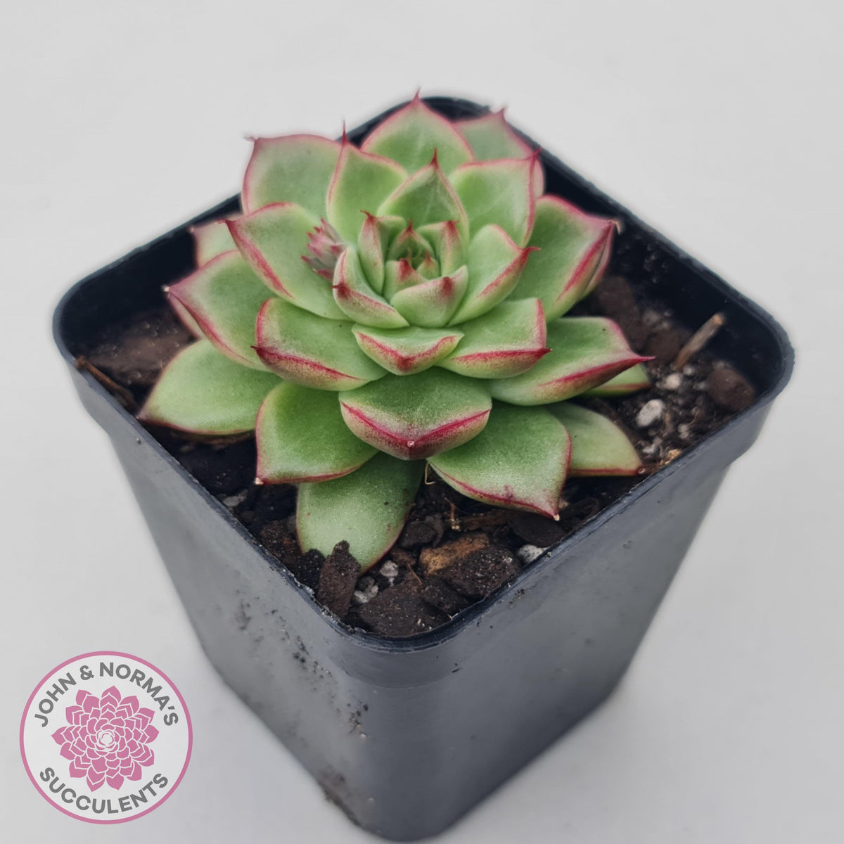 Echeveria 'Dream Queen'