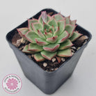 Echeveria 'Dream Queen'