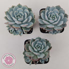 Echeveria Dream Snow