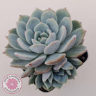Echeveria Dream Snow