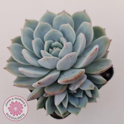 Echeveria Dream Snow (Large multi) - John & Norma's Succulents Australia