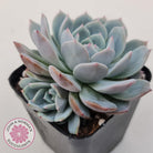 Echeveria Dream Snow
