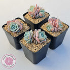 Echeveria Dream Snow