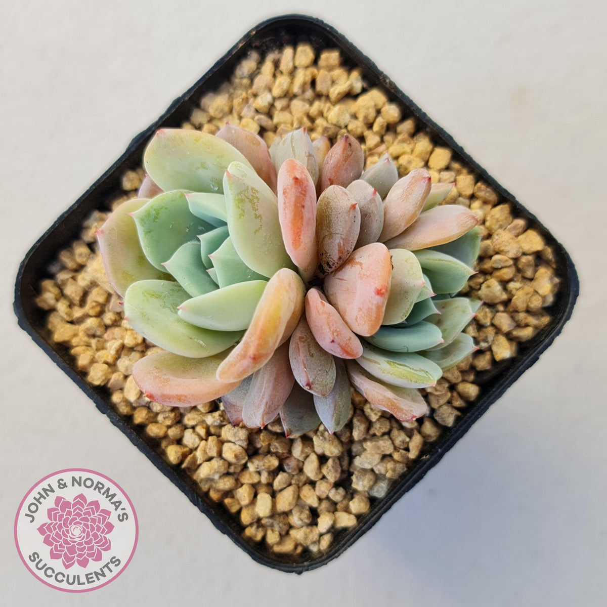 Echeveria Dream Snow