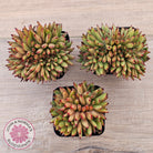 Echeveria agavoides 'Ebony' Crest