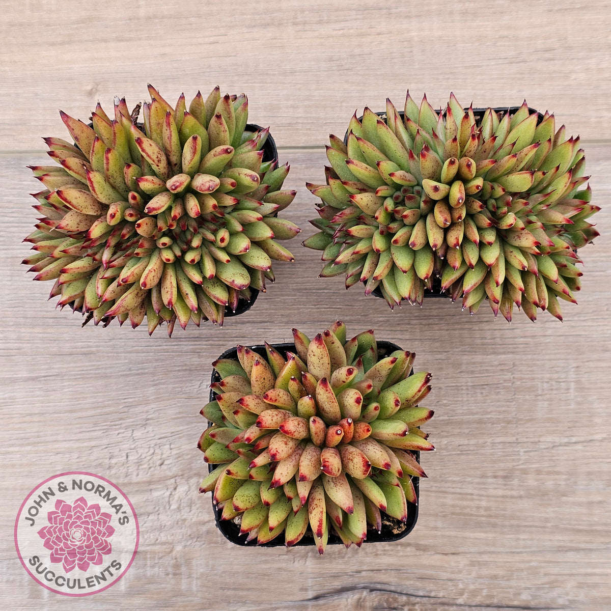 Echeveria agavoides 'Ebony' Crest