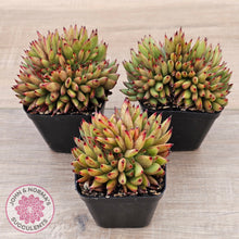 Load image into Gallery viewer, Echeveria agavoides &#39;Ebony&#39; Crest
