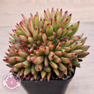 Echeveria agavoides 'Ebony' Crest