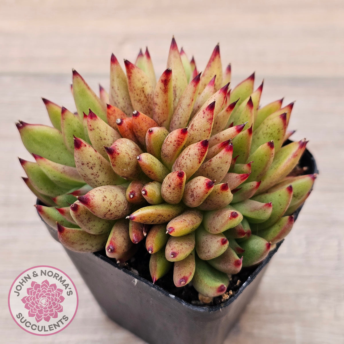 Echeveria agavoides 'Ebony' Crest