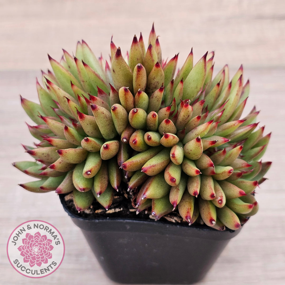 Echeveria agavoides 'Ebony' Crest