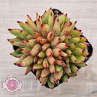 Echeveria agavoides 'Ebony' Crest