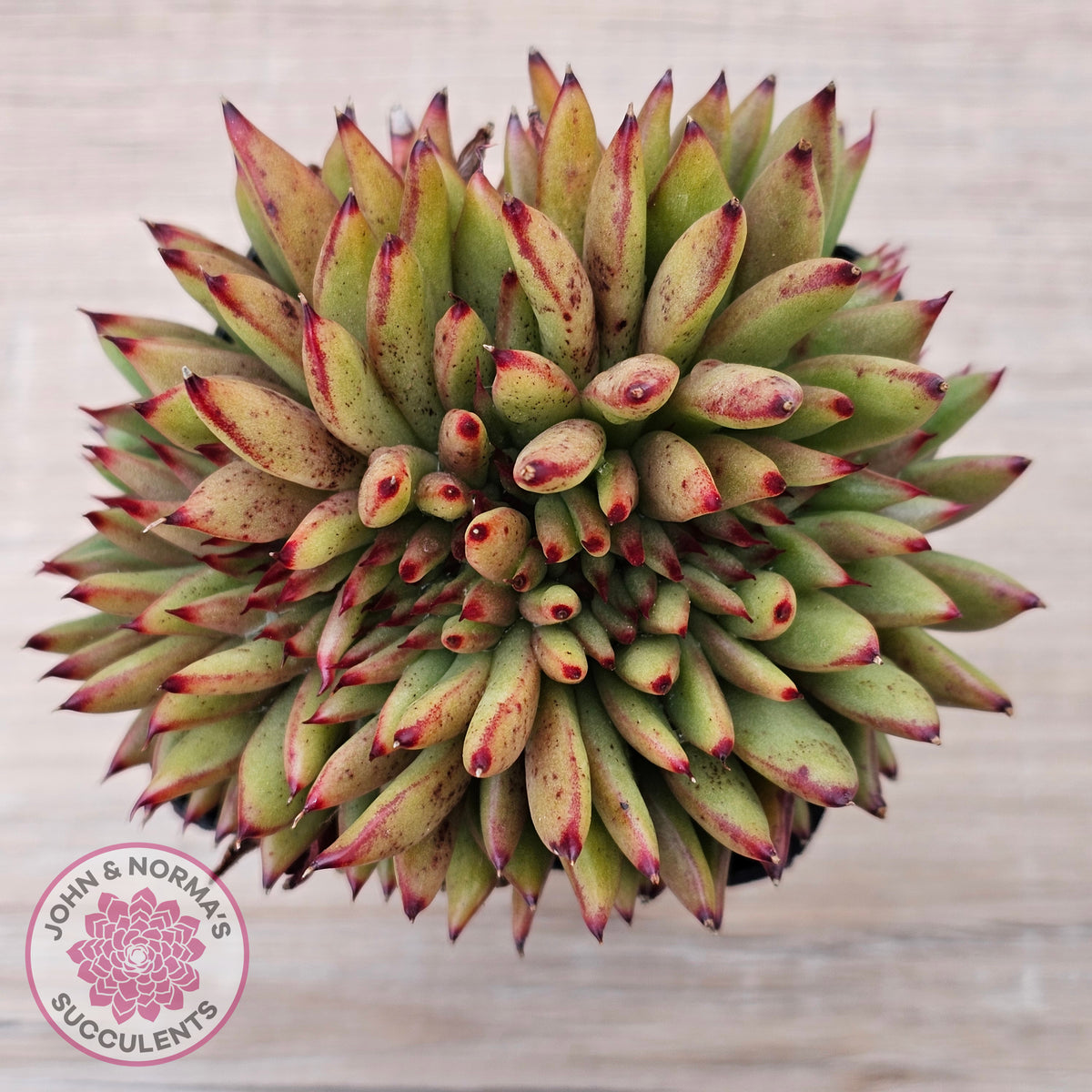 Echeveria agavoides 'Ebony' Crest