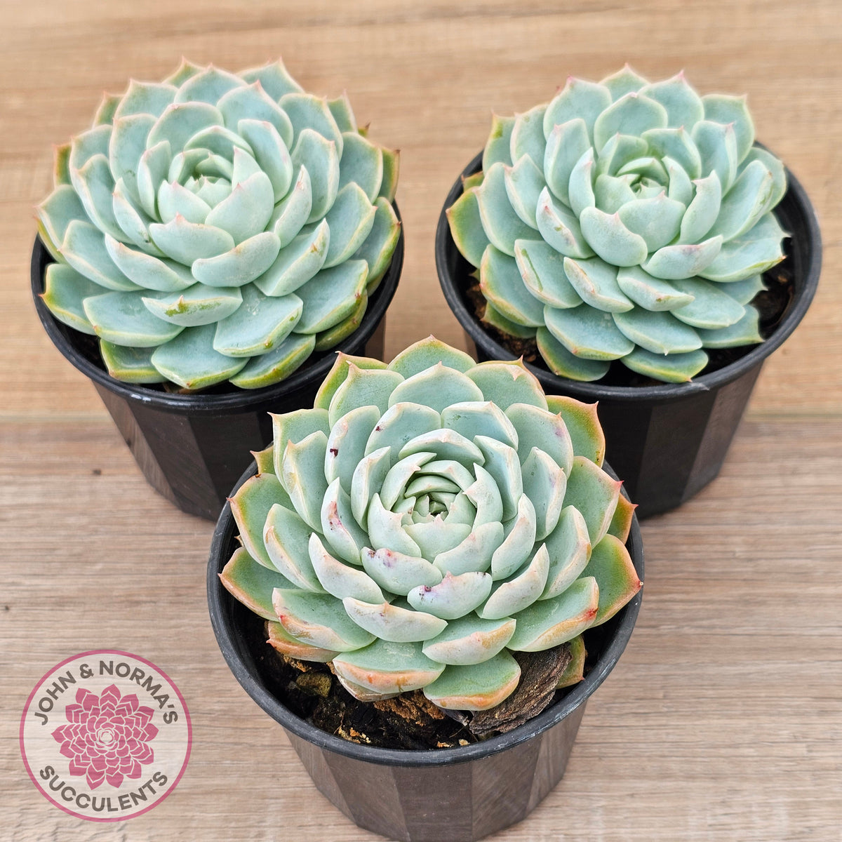 Echeveria elegans x 'Violet Queen'