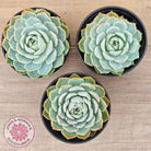 Echeveria elegans x 'Violet Queen'