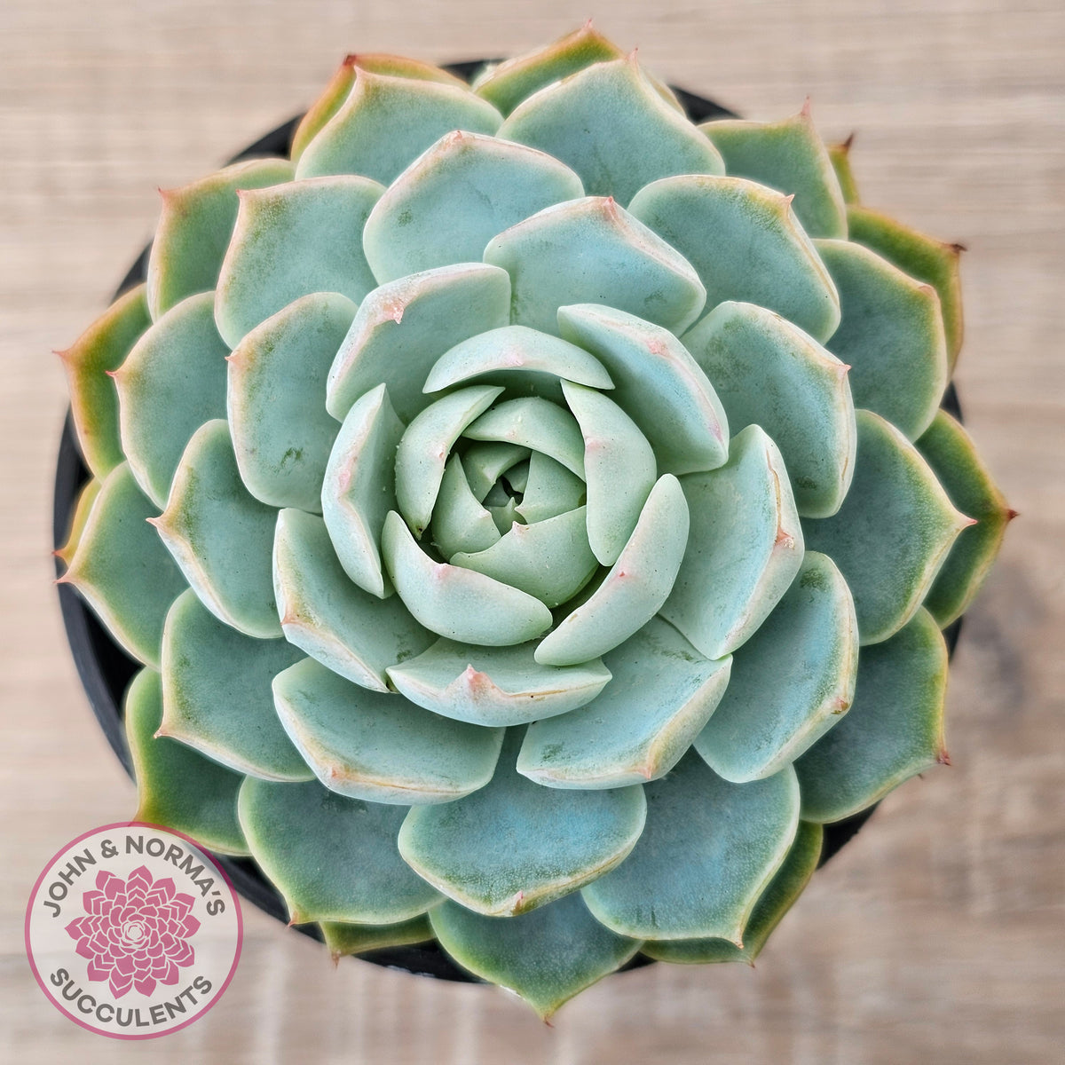 Echeveria elegans x 'Violet Queen'