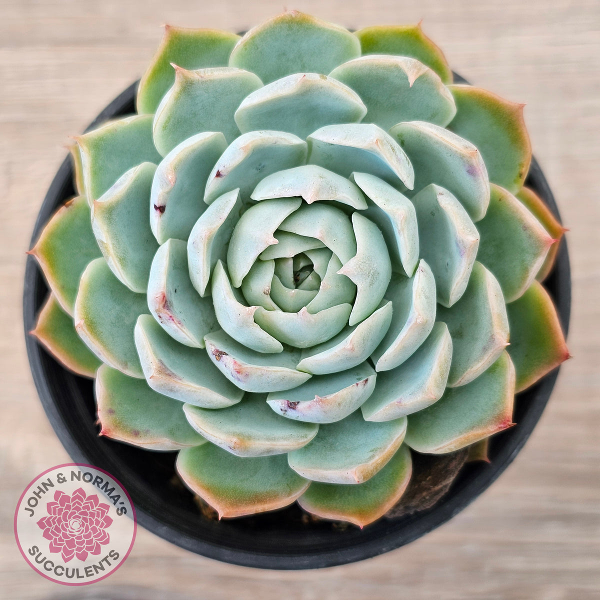 Echeveria elegans x 'Violet Queen'