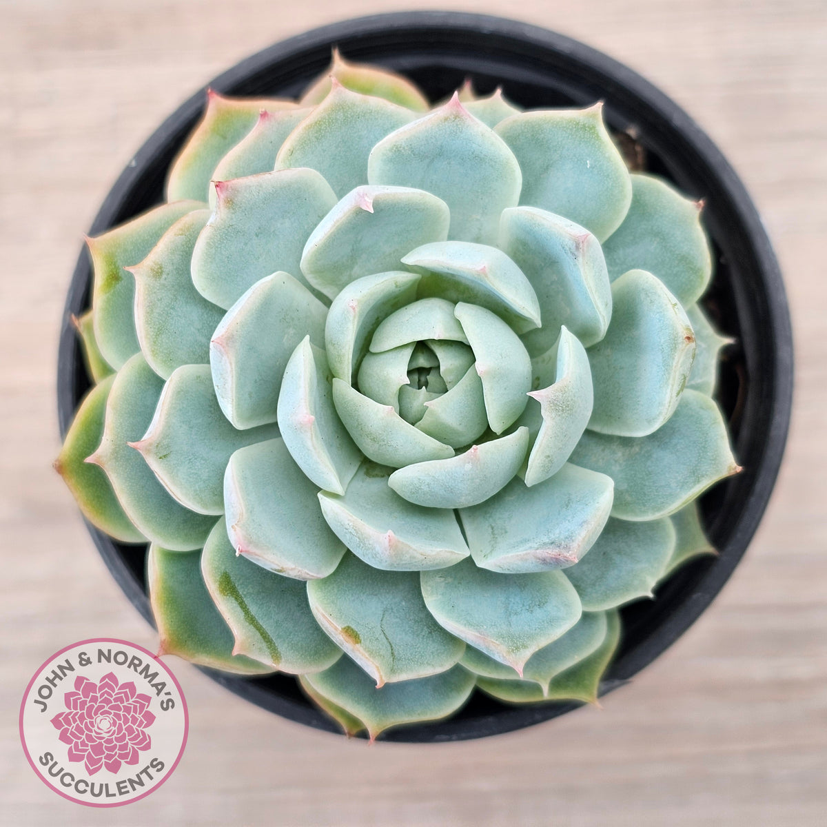 Echeveria elegans x 'Violet Queen'